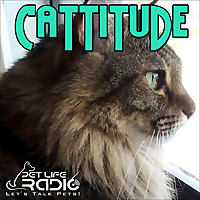 Cattitude -  The #1 Cat Podcast About Cats As Pets-  Pet Life Radio Original (PetLifeRadio.com)