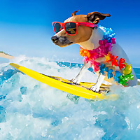 The Space Coast Pet Podcast