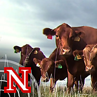 UNL BeefWatch