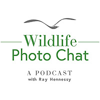 Wildlife Photo Chat