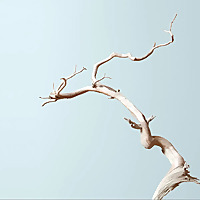 Bonsai Mirai: Asymmetry