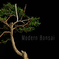 Modern Bonsai