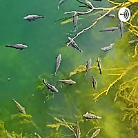 Carpgeezeer Podcast