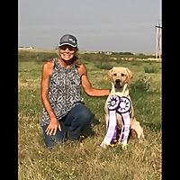 Training the Pointing Labrador