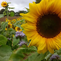 The Nature Garden: gardening, wildlife and nature notes