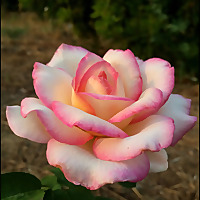 'Davis Garden Show and Beyond' on KDRT