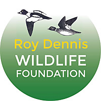 Roy Dennis Wildlife Foundation: hands-on conservation
