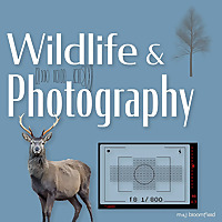 Wildlife and Photography