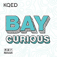 Bay Curious