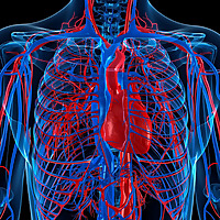 Vascular Adviser Podcast