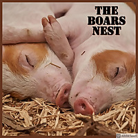 The Boar's Nest
