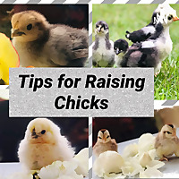 Tips for raising chicks