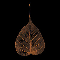 Dhammatalks.org Short Morning Talks