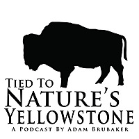 Tied To Nature's Yellowstone