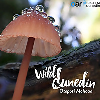 Go Wild with Wild Dunedin Festival