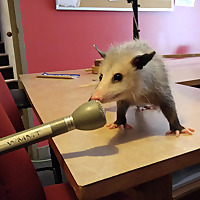 WMMT Public Affairs & Podcasts