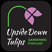 Upside Down Tulips - A Garden Podcast
