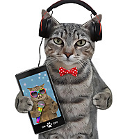 Comedy Cat! Life with Bucky - World's Funniest Cat !