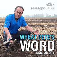 Wheat Pete's Word   RealAgriculture