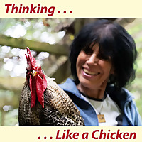 Thinking Like a Chicken