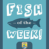 Fish of the Week!
