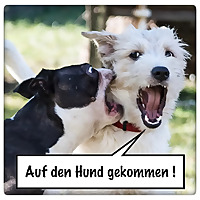 Auf den Hund gekommen!