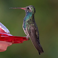 Grand Birds