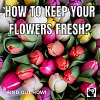 How To Keep Your Flowers Fresh?