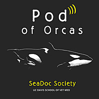 Pod of Orcas: Saving our Sea
