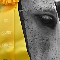 Gabby Gelding