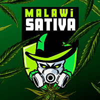 MALAWI SATIVA - Radio Cannabica