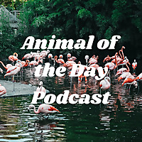Animal of the Day Podcast