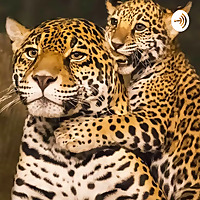 Queimadas No Pantanal
