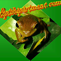 Reptile Apartment.com's Reptile Living Room