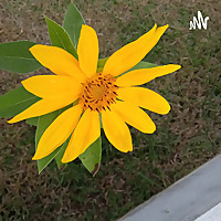 Um Pouco Sobre Lucas Do Rio Verde-MT