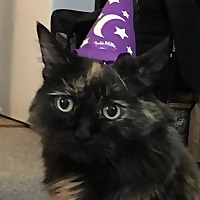 Wizards Vs. Lesbians