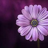 Trinity Lutheran Church (WELS, Woodbridge, VA)