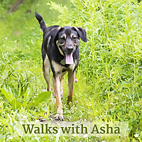 Walks with Asha