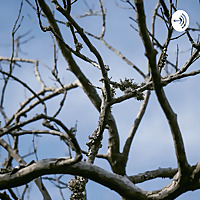 Bioma - Cerrado