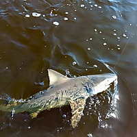 North Florida Fishing and Outdoors