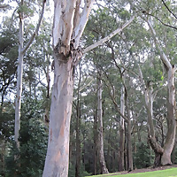 Calvary Chapel Sydney