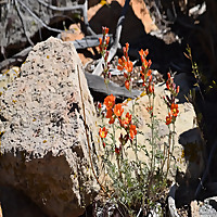 Real Native Roots: Untold Stories Podcast