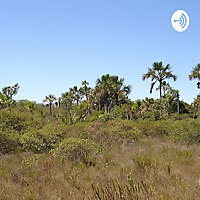 Cerrado