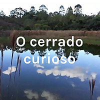 O cerrado curioso