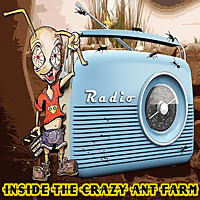 Inside The Crazy Ant Farm