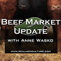 Beef Market Update   RealAgriculture