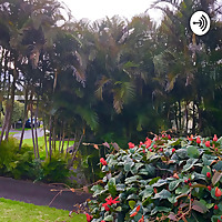 Birdsong in Hawaii
