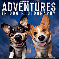 Adventures in Dog Photography