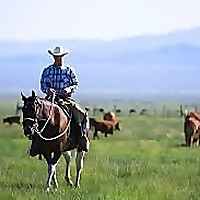 American Cattlemen