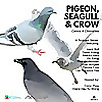 Pigeon, Seagull & Crow
